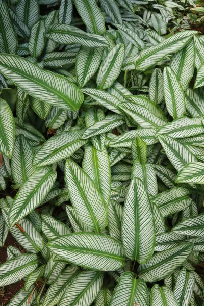 热带雨林植物叶质感 植物园中的天然绿色质感 — 图库照片