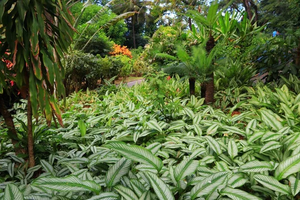 Calathea Majestica Växt Botanisk Trädgård Guadeloupe — Stockfoto