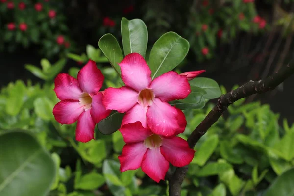 Adeniumblüten Guadeloupe Karibik Urlaubsziel Botanischer Garten Deshaies — Stockfoto