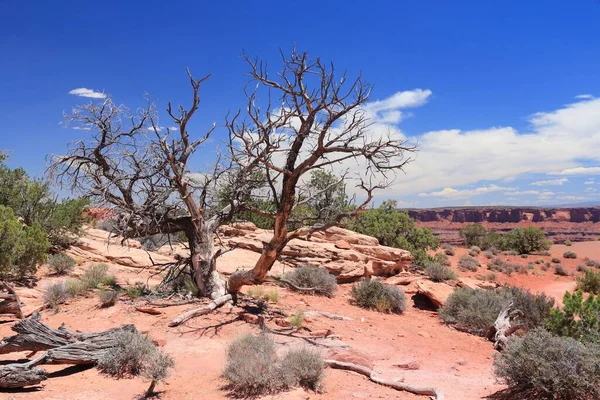 Příroda Usa Národní Park Canyonlands Utahu Ostrov Nebeské Čtvrti — Stock fotografie