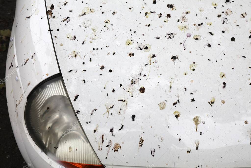 Bird droppings on car hood. Dirty, stained car covered in bird poop. Parking problem.