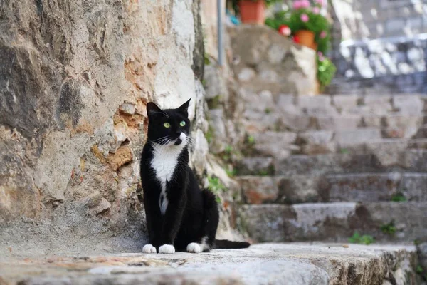 克罗地亚杜布罗夫尼克 杜布罗夫尼克中世纪古城的城市猫 英俊的绿眼睛黑猫 白袜和领带 — 图库照片