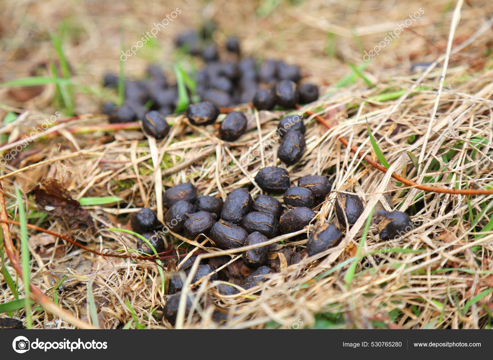 What Does Deer Poop Look Like? Identifying Deer Droppings, Scat vlr