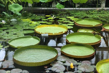 Botanik bahçesindeki dev nilüferler (Victoria amazonica su nilüferleri) (Nymphaeaceae ailesi).