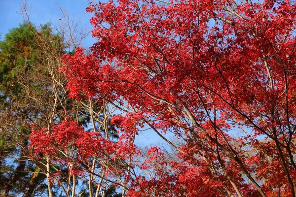 Autumn Season Japan Autumn Leaves Kyoto Japan — Stock Photo, Image
