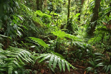 Guadeloupe 'daki Volcano La Soufriere yağmur ormanları yürüyüş parkurunda. Yeşil orman ormanı. Yeşillik arkaplanı.
