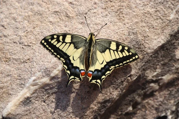 Papilio Machaon Old World Swallowtail Butterfly Species Croatia — Stock Photo, Image