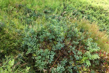 Norveç 'te yaz ormanı meyveleri. Bataklık yaban mersini veya bataklık yaban mersini (Vaccinium uliginosum).