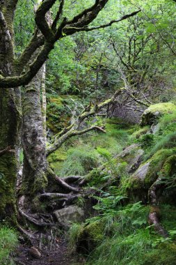Norveç 'teki ürkütücü orman. Norveç, Rogaland 'da doğa yürüyüşü..