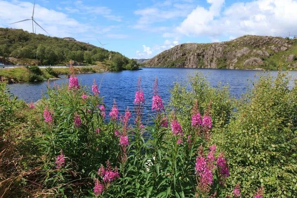 Vista Verão Noruega Com Flores Rosa Lago Perto Stavanger Flores — Fotografia de Stock