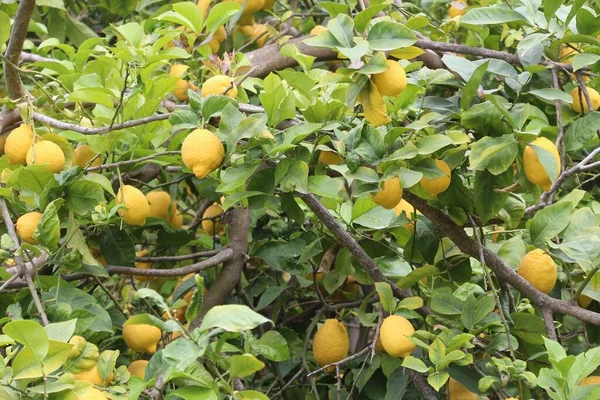 Alberi Limoni Abbandonati Cresciuti Nell Isola Corfù Agricoltura Grecia — Foto Stock