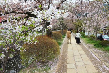 KYOTO, JAPONYA - 16 Nisan 2012: İnsanlar Japonya 'nın Kyoto kentindeki Filozof Yürüyüşü' nü (veya Filozof Yolu) ziyaret eder. Kiraz çiçeği çizgili patika, özellikle Hanami mevsimi için büyük bir Japon turistik cazibesidir..