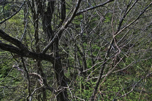 Bosque Aokigahara Japón Misterioso Bosque Oscuro Prefectura Yamanashi Japón También — Foto de Stock