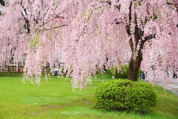 Období Třešňových Květů Japonsku Pláč Třešňových Květů Parku Hirosaki Japonsku — Stock fotografie