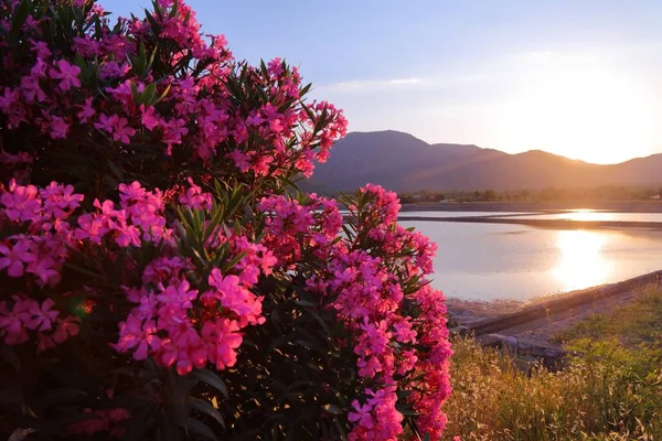 Ston Saltworks Peljesac Peninsula Croatia Oleander Flowers Bush — Stock Photo, Image