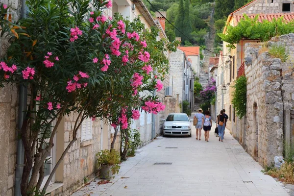 Ston Croatia Old Town Streets Focus Oleander Flowers — стоковое фото