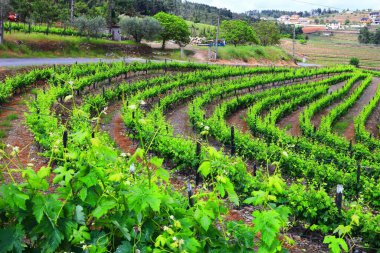 Douro üzüm bağları. Portekiz üzüm bağları kırsal alanda. Alto Douro DOC şarabı peyzaj yapıyor.