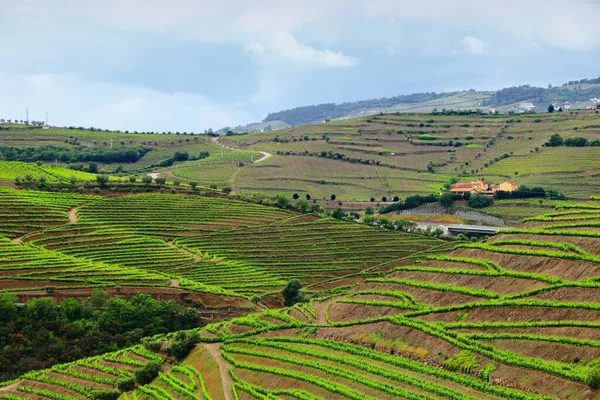 Αμπελώνες Στην Πορτογαλία Grapevine Λόφους Της Κοιλάδας Alto Douro Στην — Φωτογραφία Αρχείου