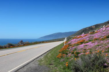 California Pasifik Sahil Otoyolu manzaralı sürüş. Çiçekli Cabrillo Otoyolu (turuncu olanlar Kaliforniya gelinciğidir)).