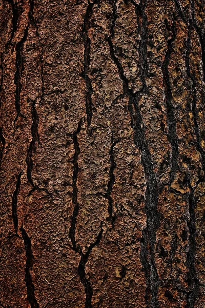 Pine Tree Bark Natural Texture Yosemite National Park Nature — Stock Photo, Image