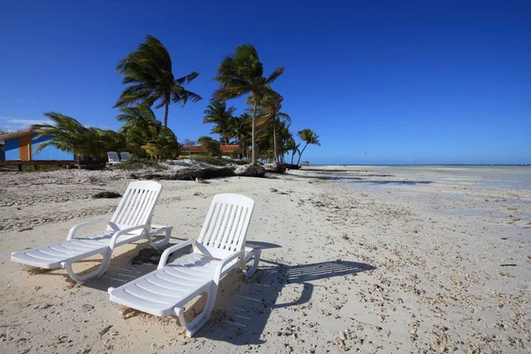 Cuba Strand Landskab Hvide Strandstole Palmetræer Cayo Guillermo Jardines Del - Stock-foto