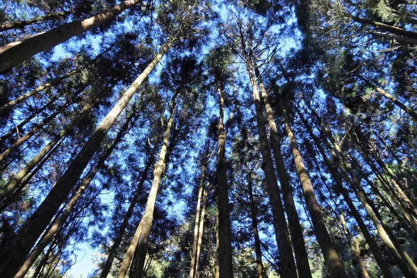 Alishan National Scenic Area Taiwan Bella Foresta Cipressi Cedri — Foto Stock