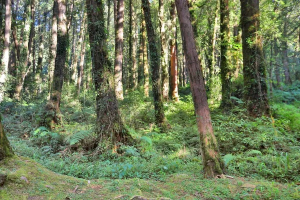 Alishan National Scenic Area Στην Ταϊβάν Όμορφο Δάσος Από Κυπαρίσσια — Φωτογραφία Αρχείου