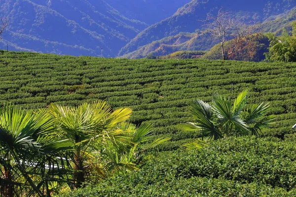 Tea fields in Taiwan. Hillside tea plantations in Shizhuo, Alishan mountains.