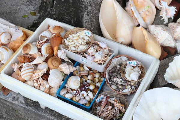 Sea Shells Gift Shop Kenting Taiwan — Stock Photo, Image