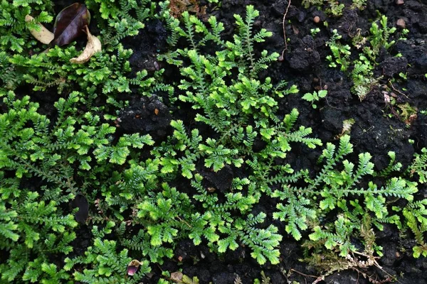 Фабрика Spikemoss Selaginella Obtusa Вид Рослин Орнаментальний Завод Гарденс Лондон — стокове фото