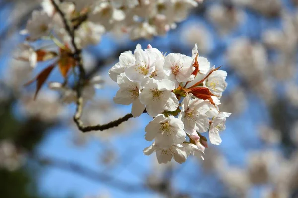 Wiosna Kioto Japonia Kwiat Wiśni Sakura Parku Wiśnia — Zdjęcie stockowe