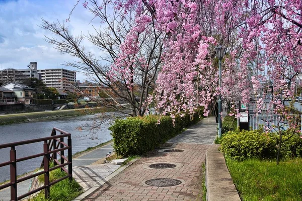 Miasto Kioto Japonia Kwiat Wiśni Sakura Spacer Wzdłuż Rzeki Kamogawa — Zdjęcie stockowe