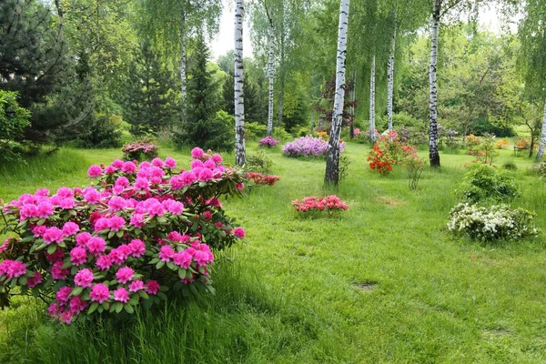 Azaleas Florecientes Rododendros Del Jardín Botánico Público Jardín Botánico Silesiano — Foto de Stock