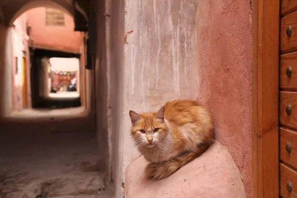 Street Cats Marrakech Morocco Local Domestic Cat Relaxing Wall Niche — Stock Photo, Image