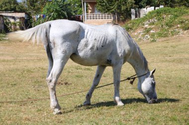 Küba, Matanzas 'ta bir tarlada zayıf beslenmiş beyaz at. Yerel tarım yoksulluğu.