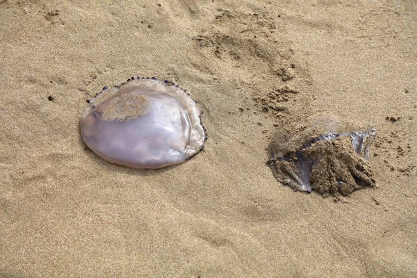 Problémy Dovolenou Moře Medúzy Pláži Poblíž Empuriabrava Španělsko Pláž Říjnu — Stock fotografie