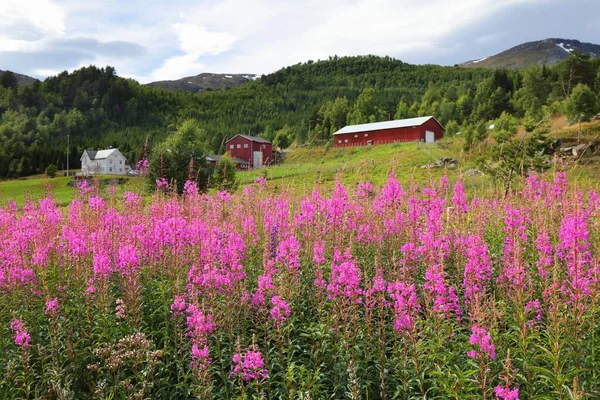 Noruega Vista Campo Verano Con Flores Rosadas Casas Rurales Liabygda —  Fotos de Stock