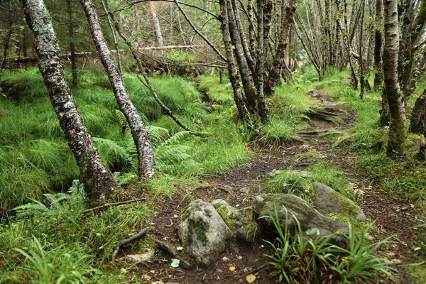 Trilha Florestal Noruega Caminhadas Trilha Natureza Ulsteinvik Mais Romsdal Noruega — Fotografia de Stock