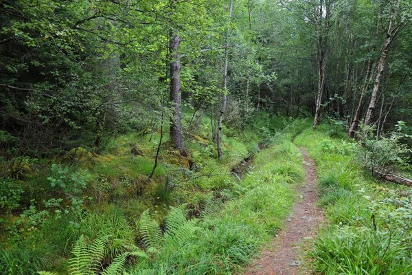 Trilha Florestal Noruega Caminhadas Trilha Natureza Ulsteinvik Mais Romsdal Noruega — Fotografia de Stock