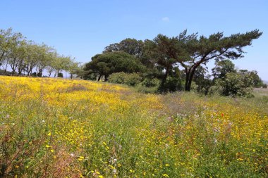 Portekiz, Cascais yakınlarında kır çiçekleri olan güzel bir bahar manzarası.