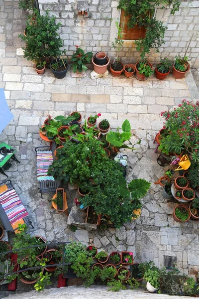 Dubrovnik City Small Private Garden Croatia Medieval Old Town Street — Stock Photo, Image