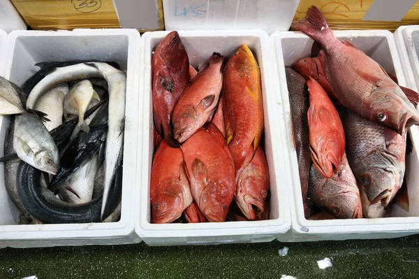 英国ロンドンのビリングゲート魚市場 赤スナッパーとガーフィッシュ — ストック写真