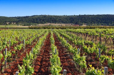 Apulia bağ - bölge yapma Bari eyaletinde, İtalya'da şarap.