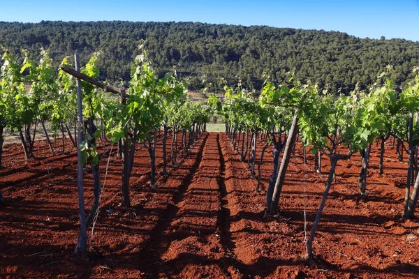 Puglia Üzüm Bağı Bari Eyaleti Talya Şarap Üretim Bölgesi — Stok fotoğraf