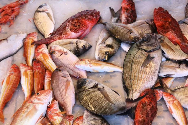 イタリア料理 ガリポリの魚市場 サソリ魚 紅ボラ — ストック写真