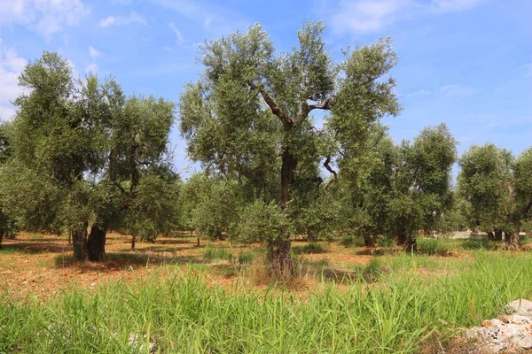 Apulië Oude Olijfbomen Olijfolieproducerende Regio Gargano Schiereiland Italië Olijfgaard — Stockfoto