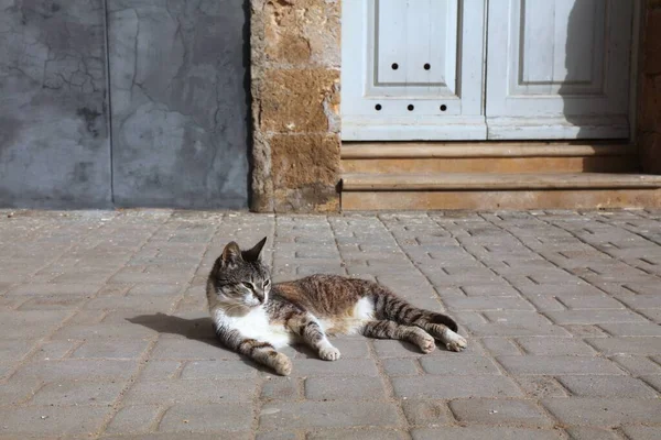 モロッコのエル ジャディダ町にある猫 モロッコのランドマーク 旧ポルトガルの植民地時代の町 ユネスコの世界遺産に登録されている — ストック写真