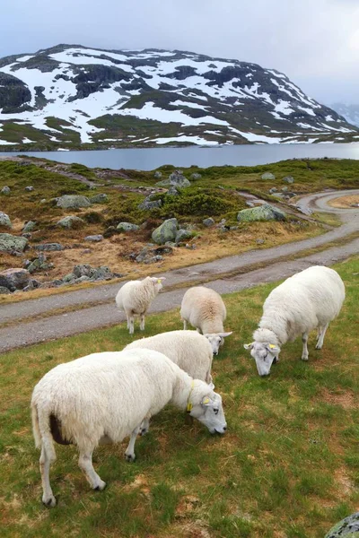 Norveç Dağlarında Koyun Otlatıyor Vestfold Telemark Bölgesindeki Haukeli Dağları — Stok fotoğraf