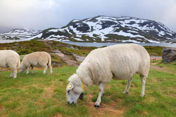 Ovelhas Pastando Nas Montanhas Noruega Montanhas Haukeli Região Vestfold Telemark — Fotografia de Stock