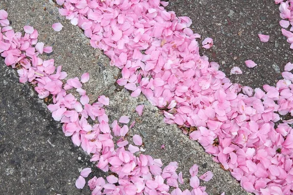 Fondo Pétalos Cereza Rosa Suelo Flores Cerezo Japón — Foto de Stock